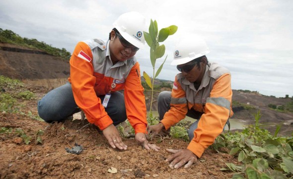 Regreening & Cassava Plantations